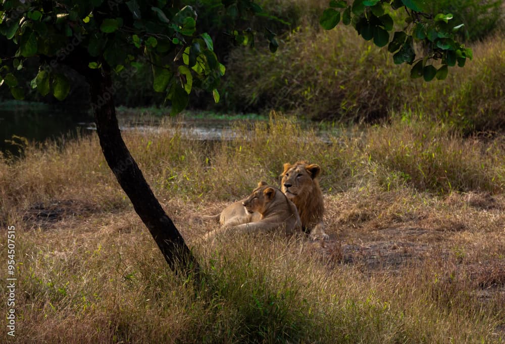 Gir National Park